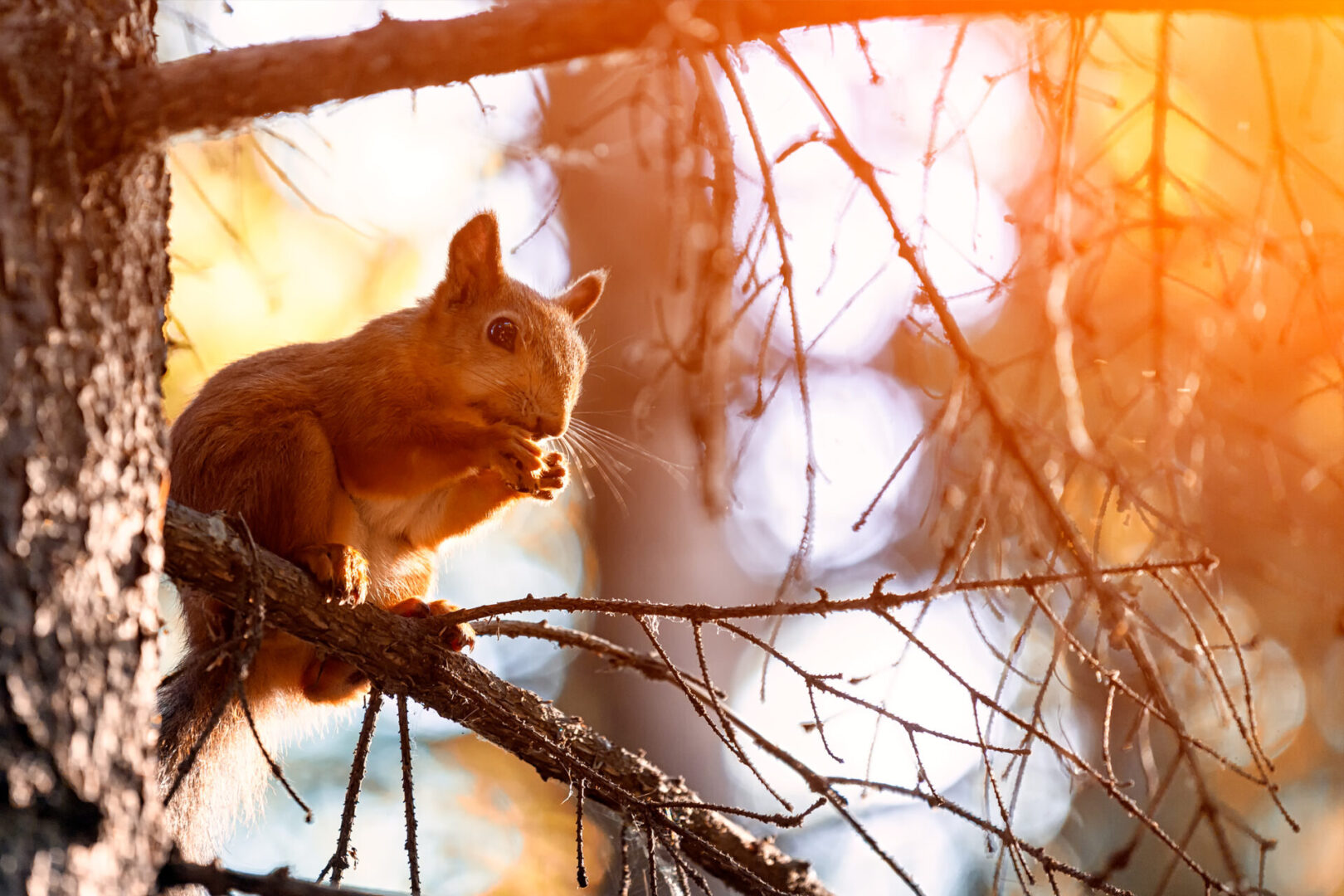 what-to-know-as-ohio-s-2023-2024-squirrel-hunting-season-nears-aimhi