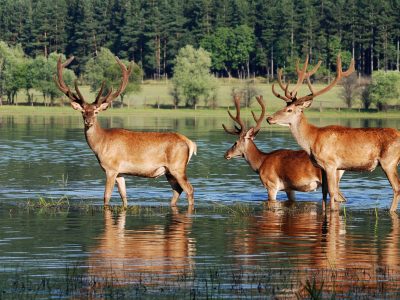 Controlled Access Hunts
