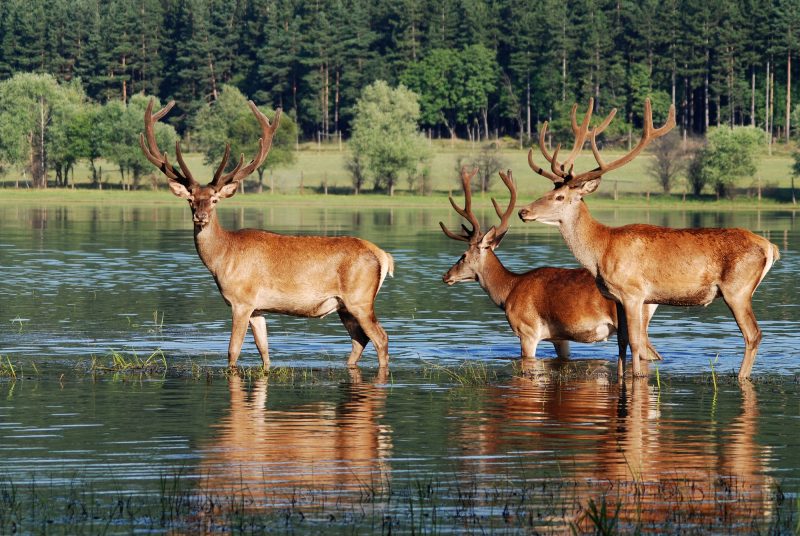 Controlled Access Hunts
